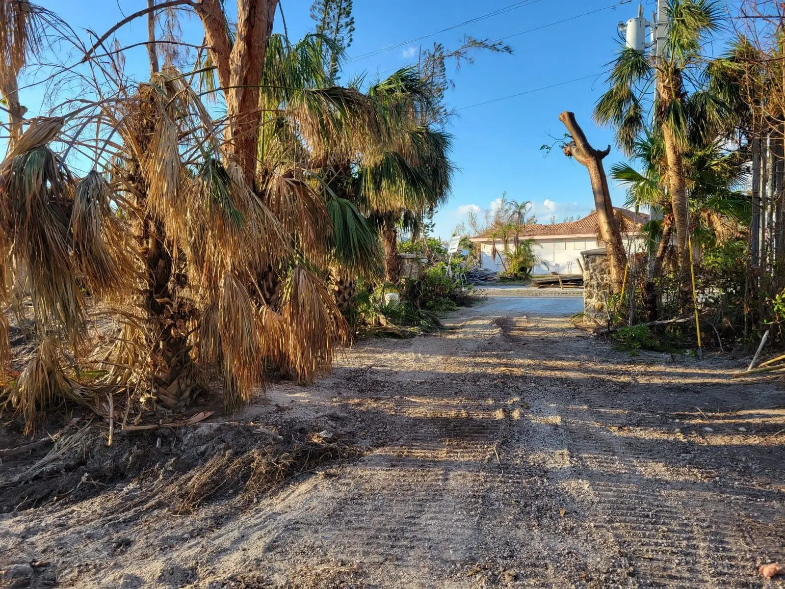 A cleared road lined with storm-damaged palm trees after a hurricane
